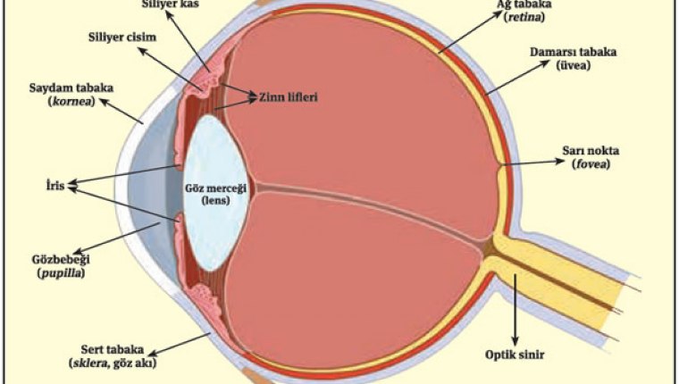 Ameliyat sonrası daha iyi gören lens