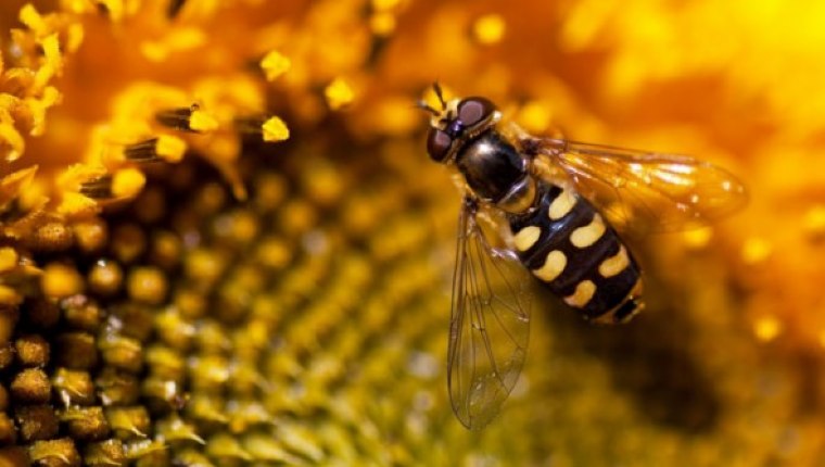 Arı sokmasi yararlı olabilir
