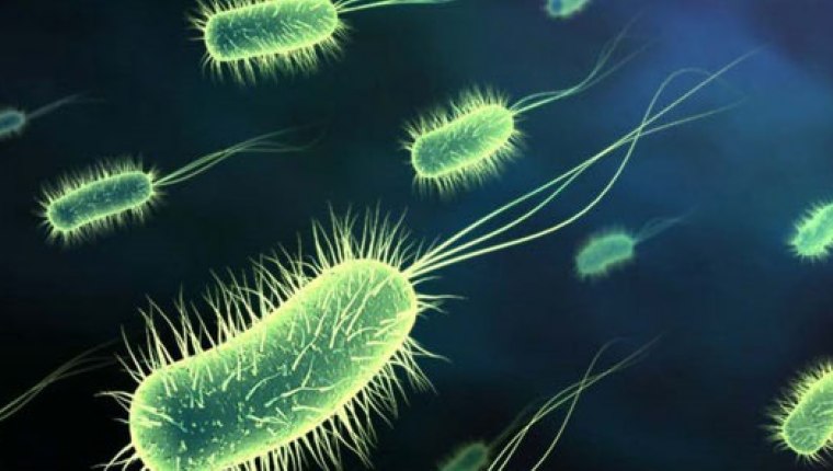 Bağırsaktaki bakterileri ruh halinizi etkiliyor