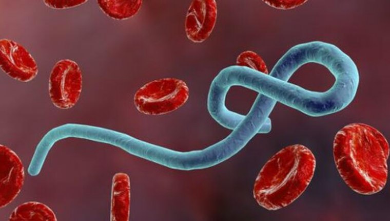 Ebola virüsü nedir? Ebola virüsü nasıl bulaşır? Ebola virüsünün belirtileri nelerdir?