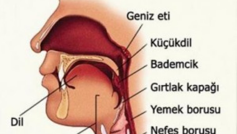 Geniz eti nedir?