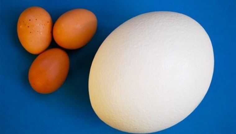 Kalsiyum bakımından zengin: Deve kuşu yumurtasının faydaları nelerdir? Nasıl tüketilir?