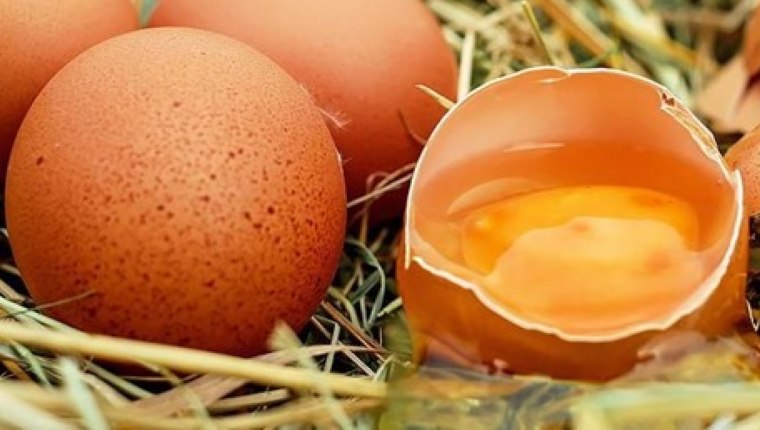 'Kanser İlacı Yumurtlayan' Tavuklar Yetiştirildi