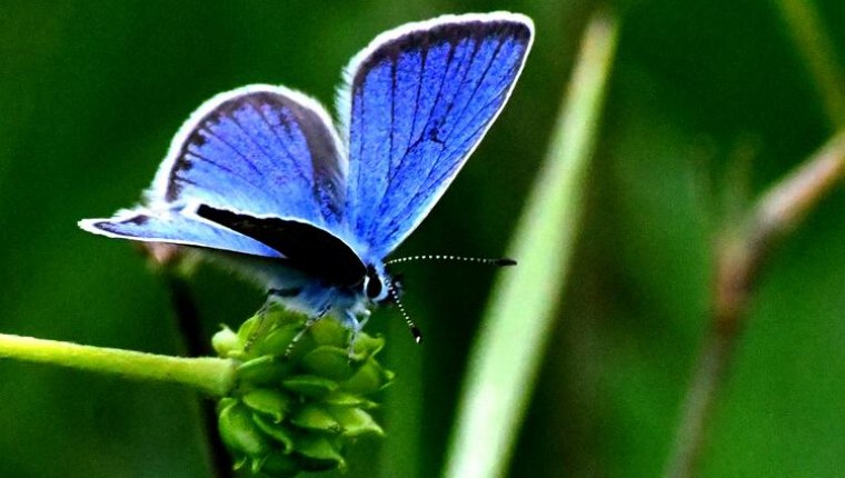 Mavi kelebekleri bilir misiniz?