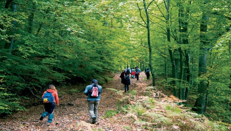 Ormanda yürüyüş yapmanın sağlığa faydaları