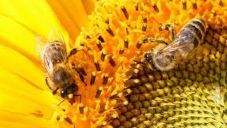 Ramazan'da arı ürünleri tüketmek tok tutuyor