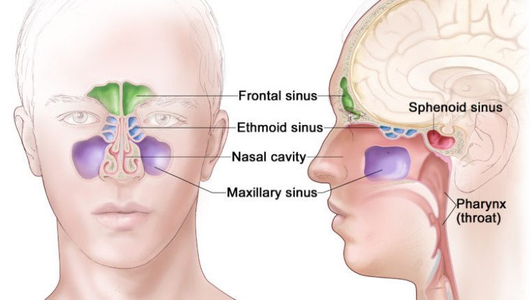 Sinüzitten korunma yolları