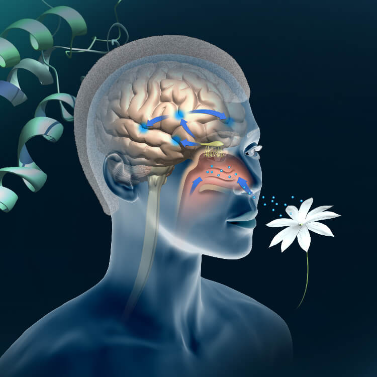 Unutkanlığa Karşı Yeni Bir Alan mı? Uyku ve Koku İlişkisi