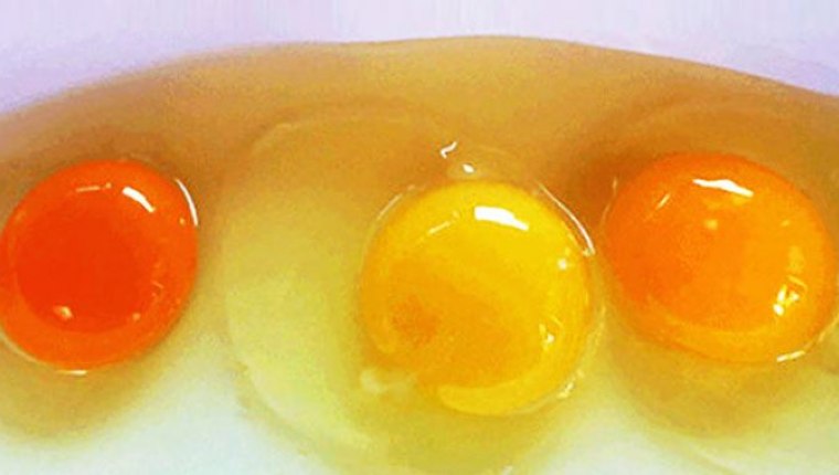 Yumurtanın sarısındaki farklar